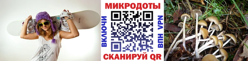 где продают наркотики  Павловск  Псилоцибиновые грибы Psilocybine cubensis 